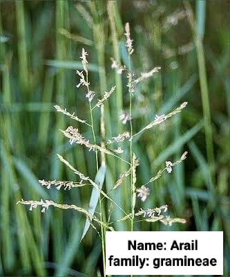 Arail
